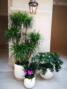 发现宁波杭州湾花木租摆中的绿植美学奥秘